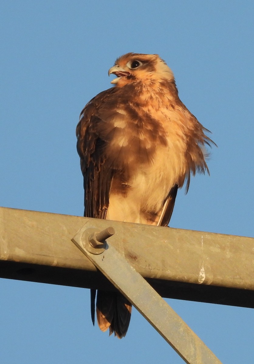 Brown Falcon - ML627720207