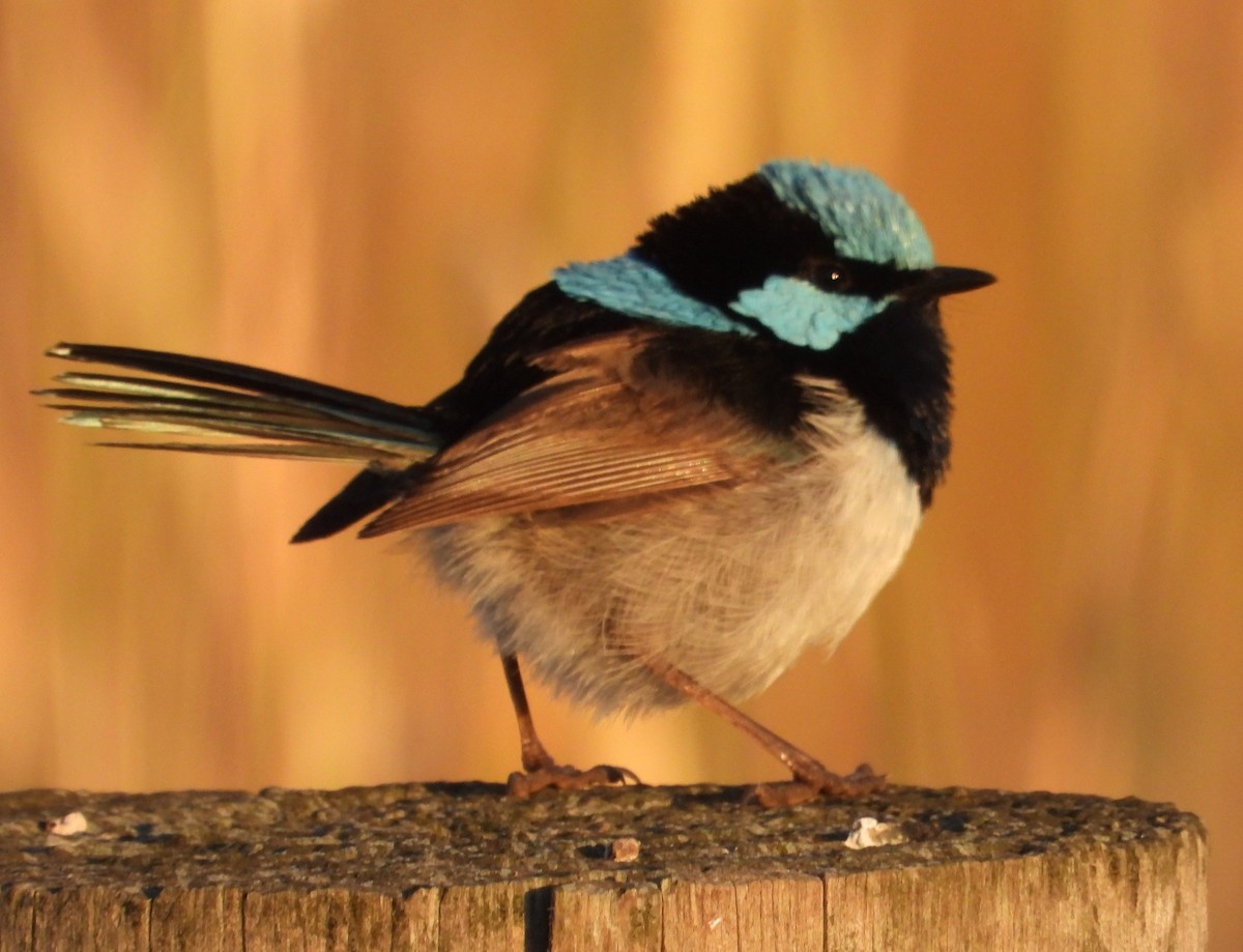 Superb Fairywren - ML627720222