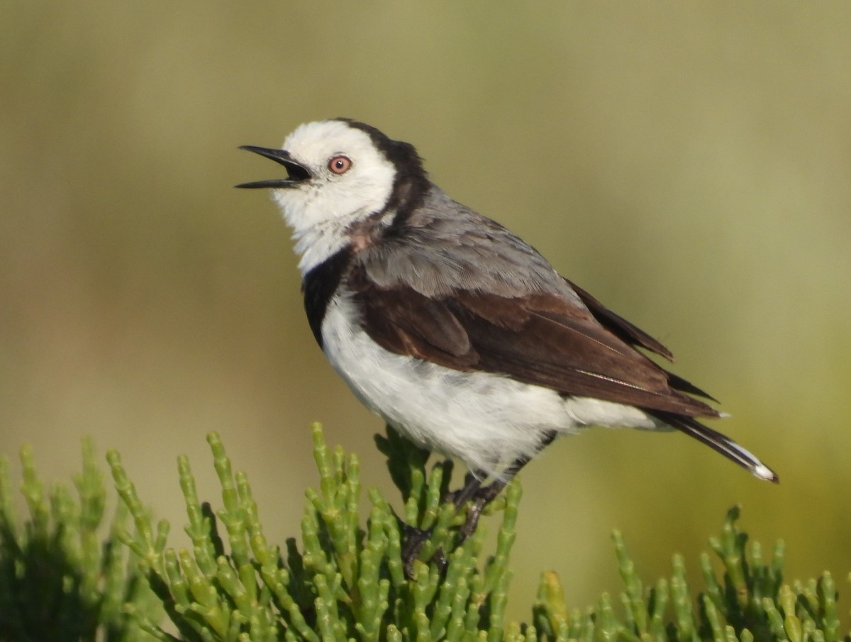 White-fronted Chat - ML627720230