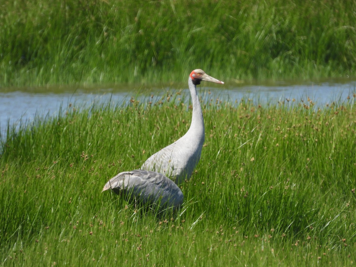 Brolga - ML627720271