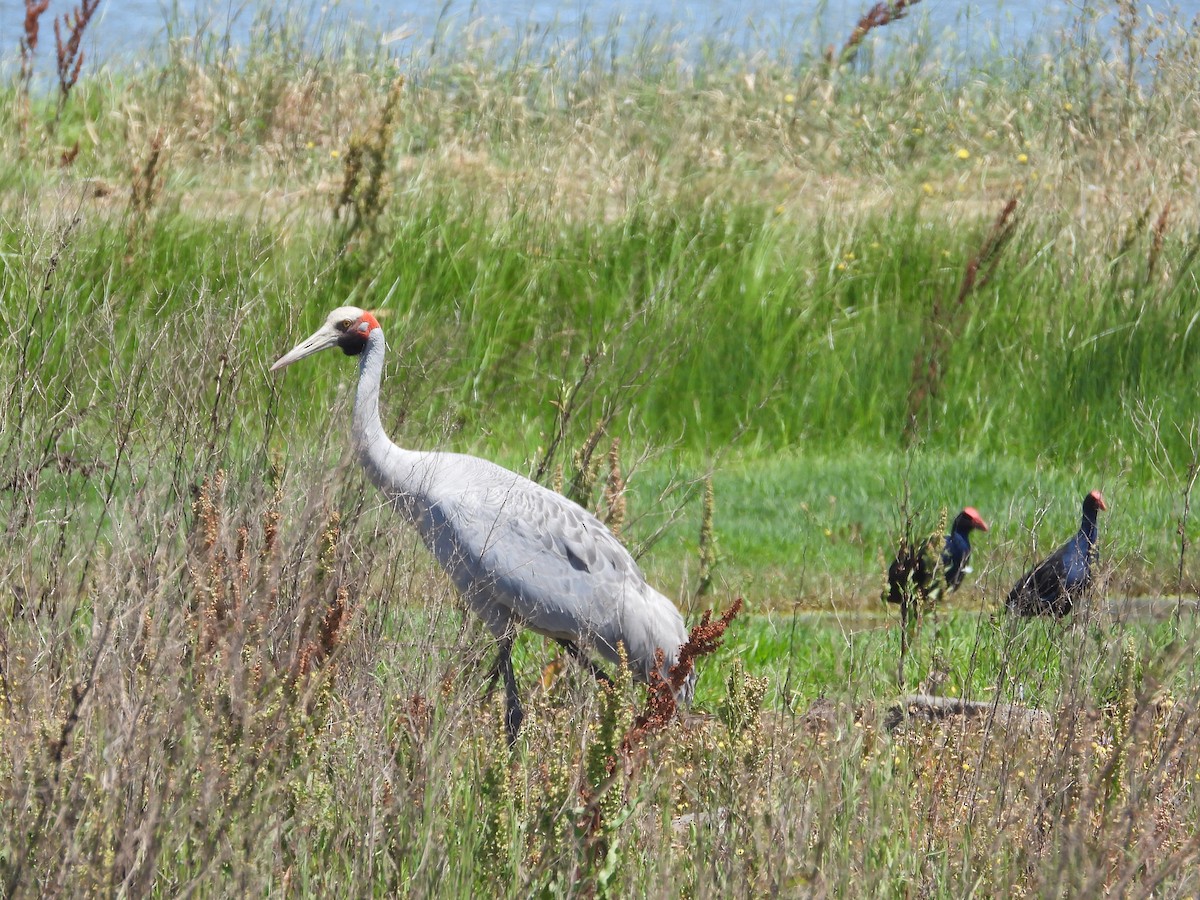 Brolga - ML627720284