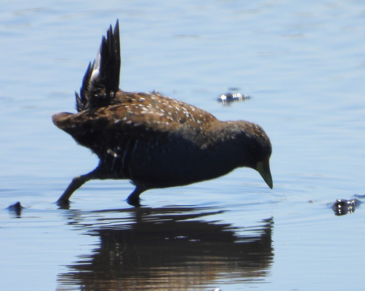 Australian Crake - ML627720348