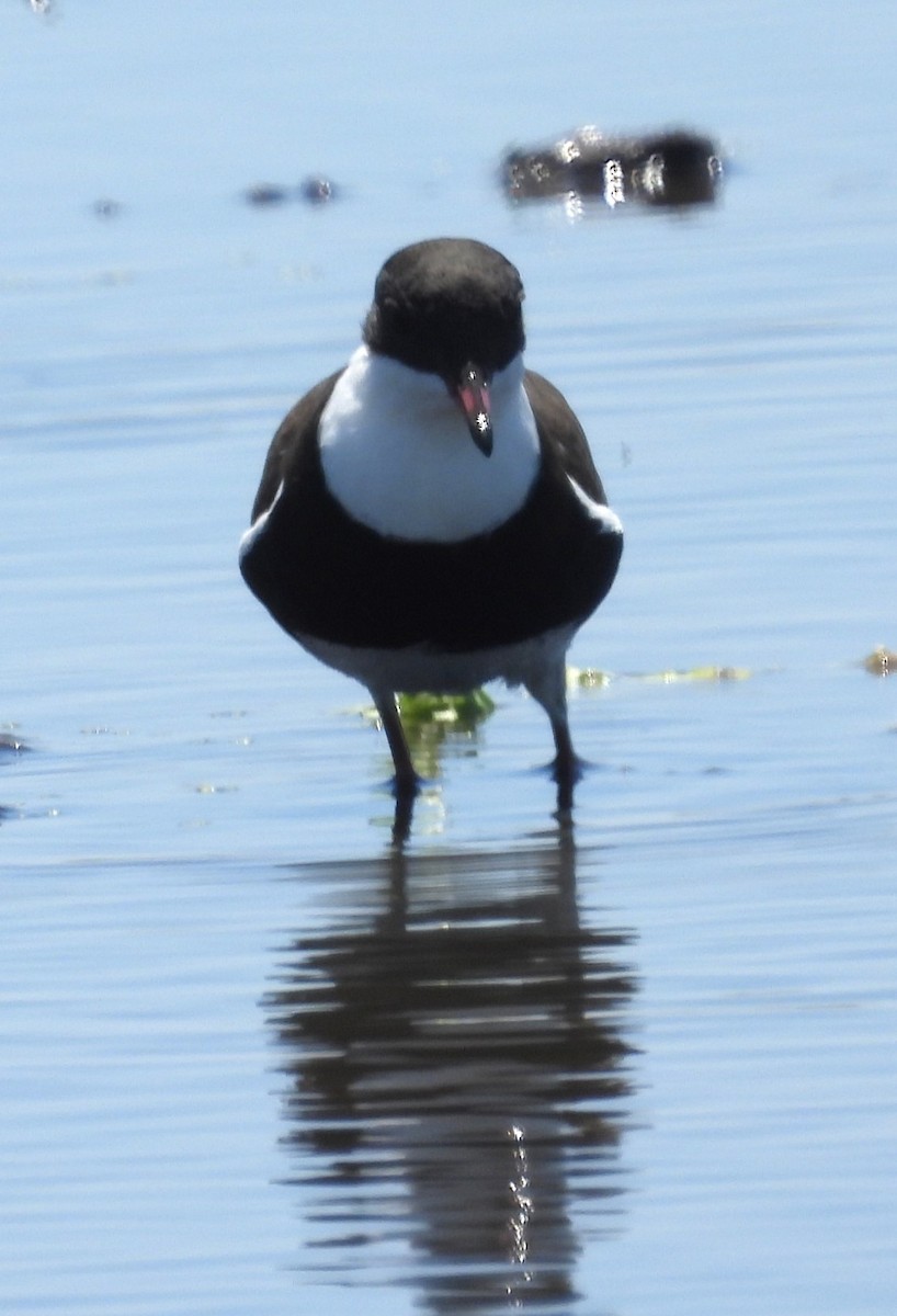 Red-kneed Dotterel - ML627720359