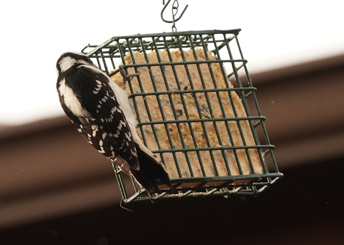 Downy Woodpecker - ML627720361