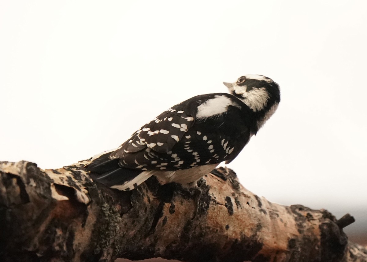 Downy Woodpecker - ML627720362