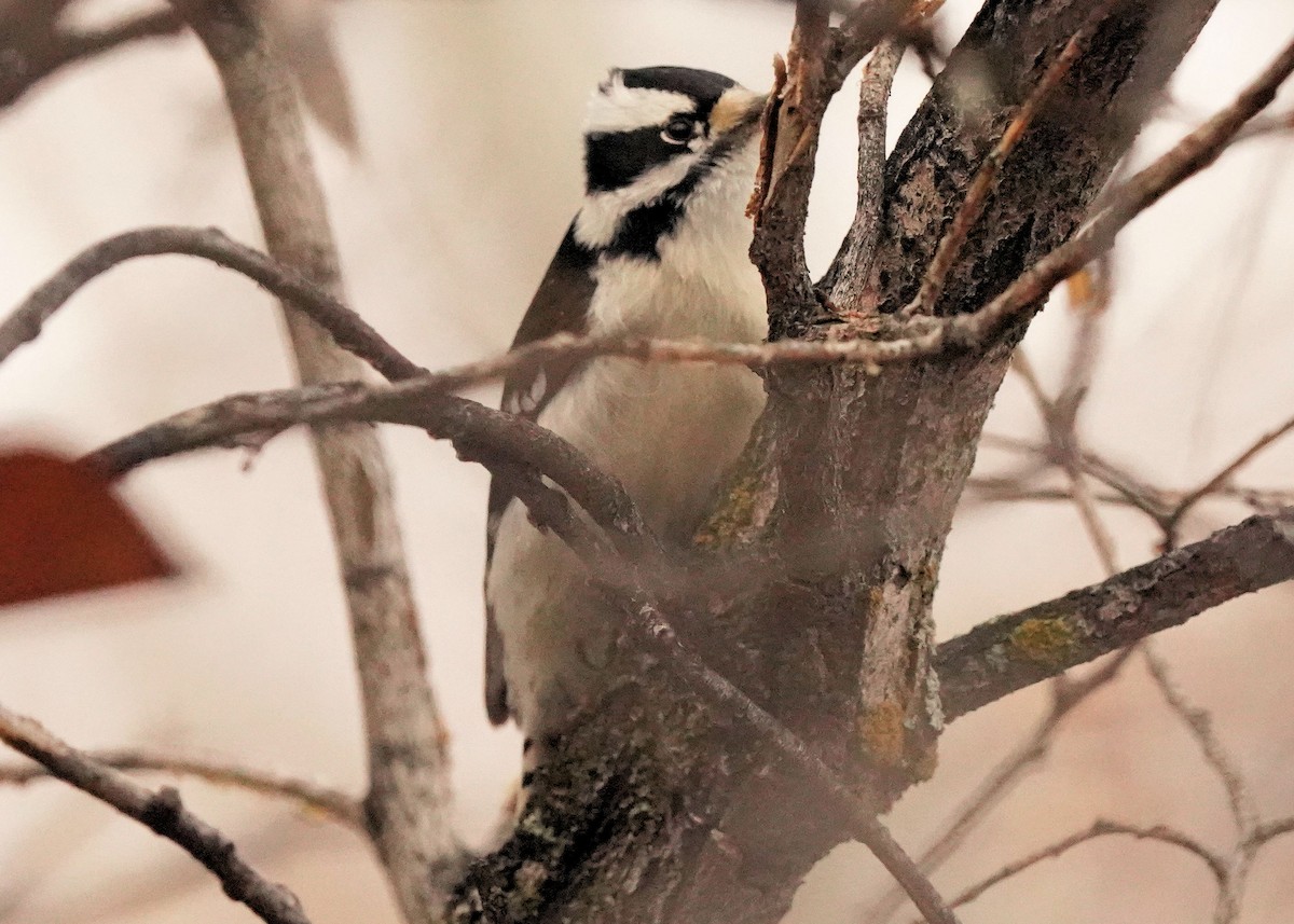 Downy Woodpecker - ML627720363