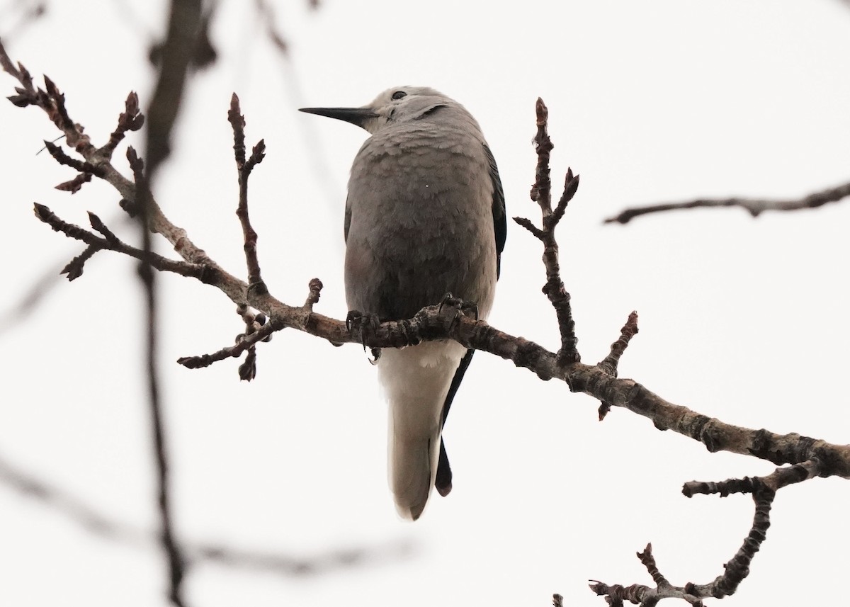 Clark's Nutcracker - ML627720364