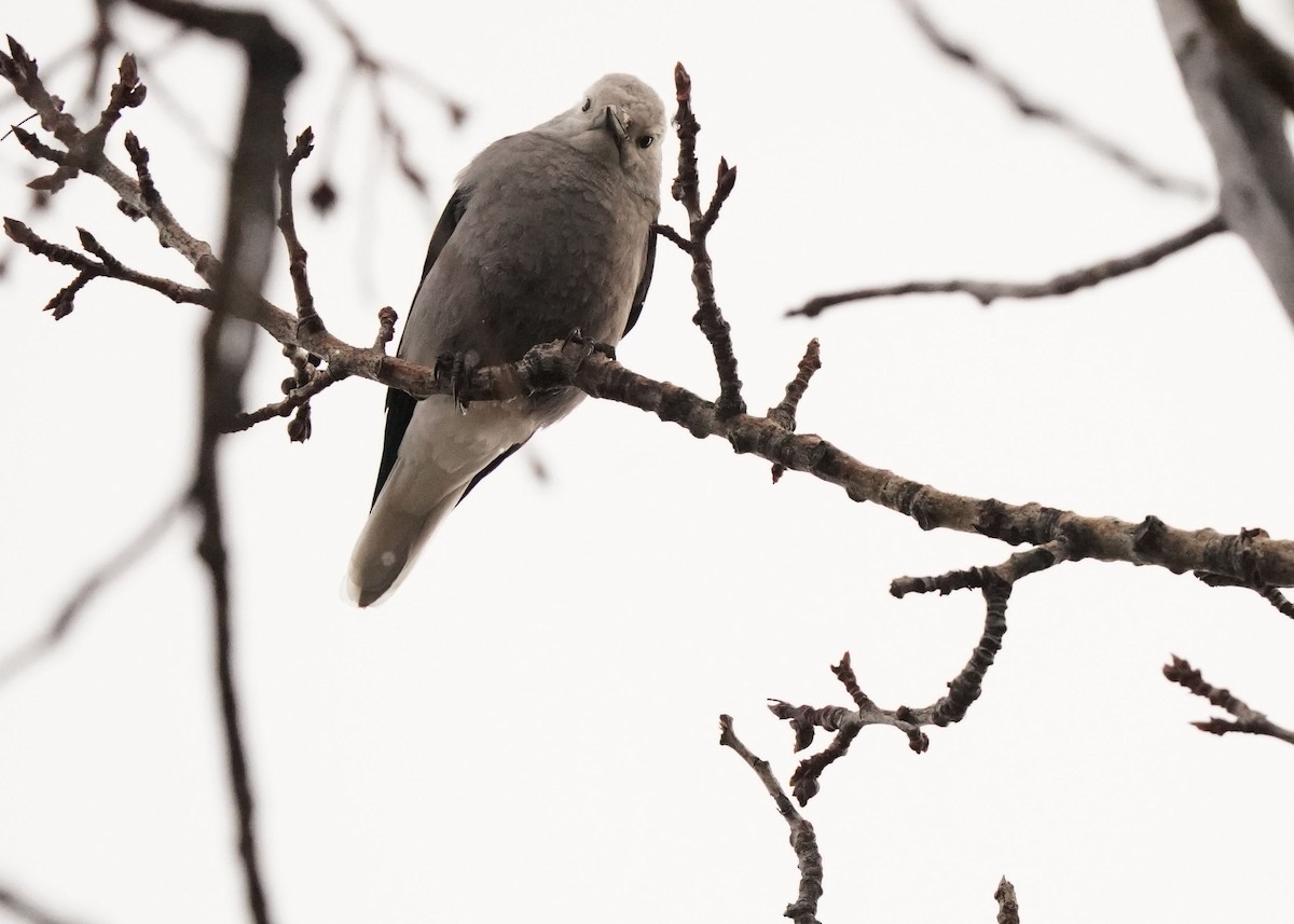 Clark's Nutcracker - ML627720365