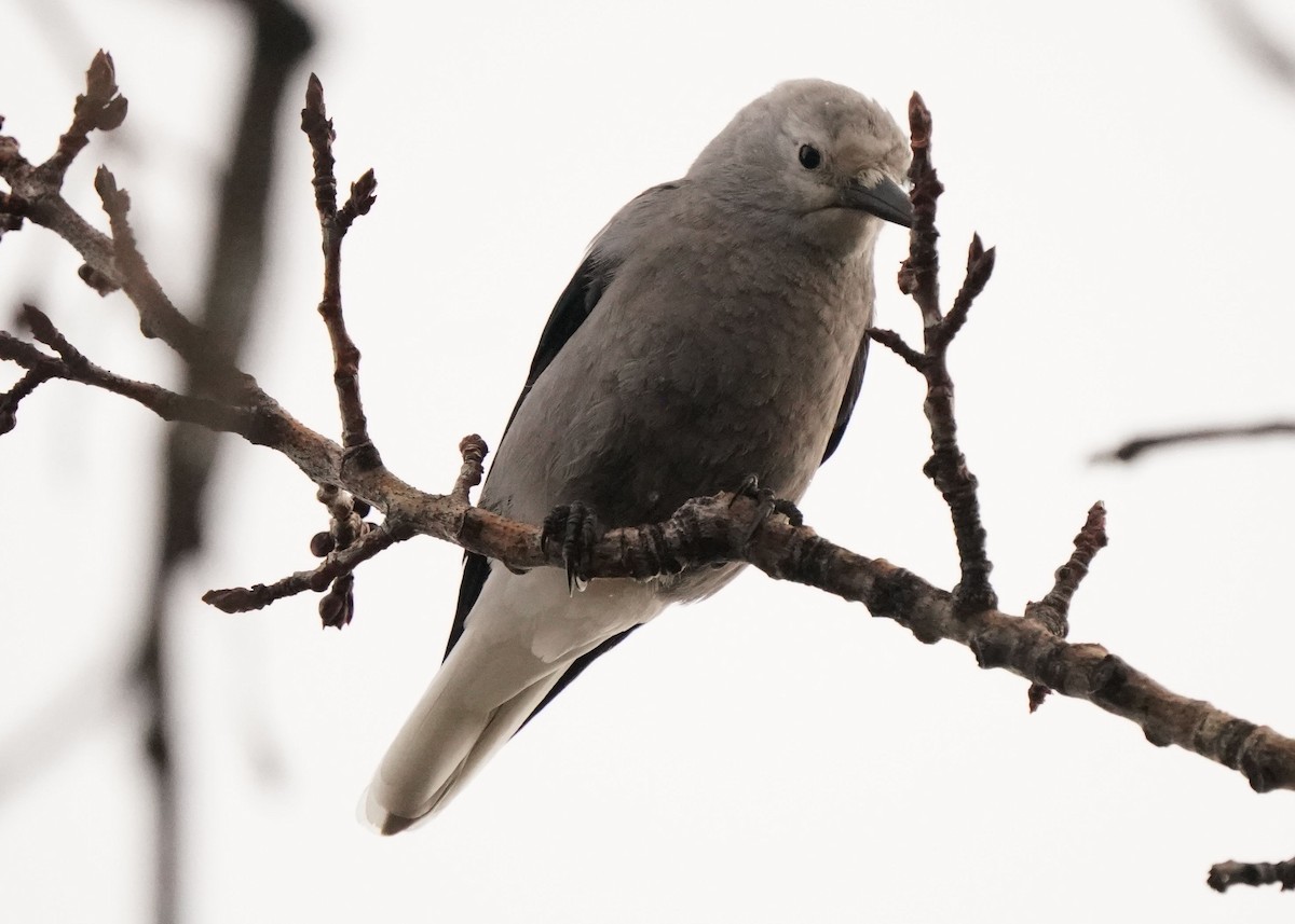 Clark's Nutcracker - ML627720366