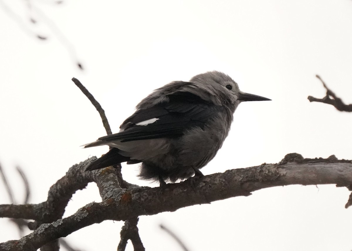 Clark's Nutcracker - ML627720367