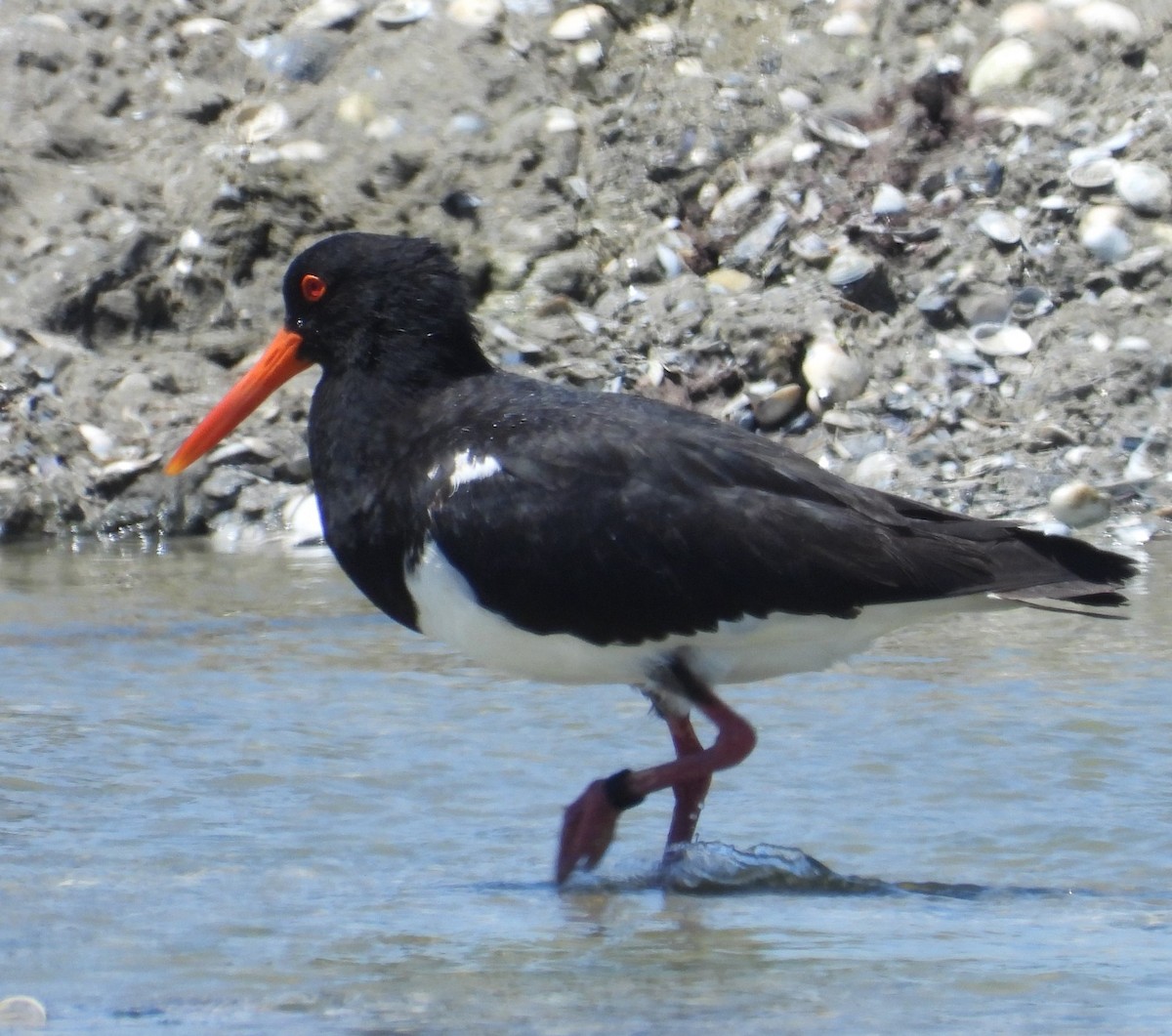 Pied Oystercatcher - ML627720371