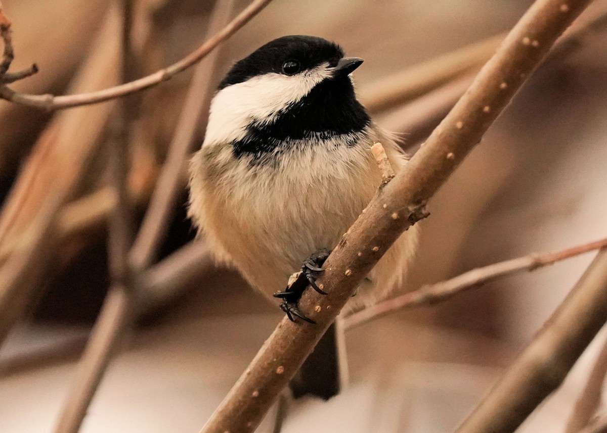 Black-capped Chickadee - ML627720374