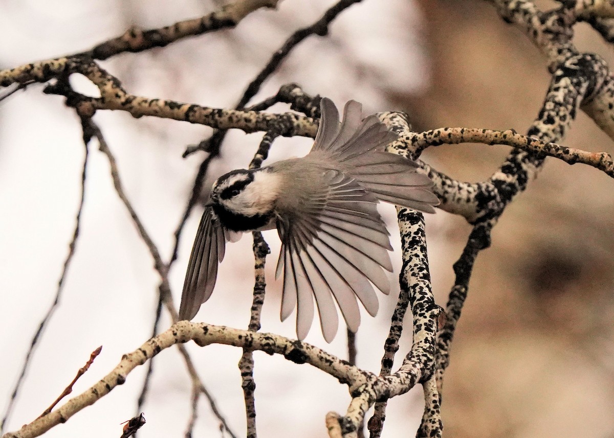 Mountain Chickadee - ML627720379