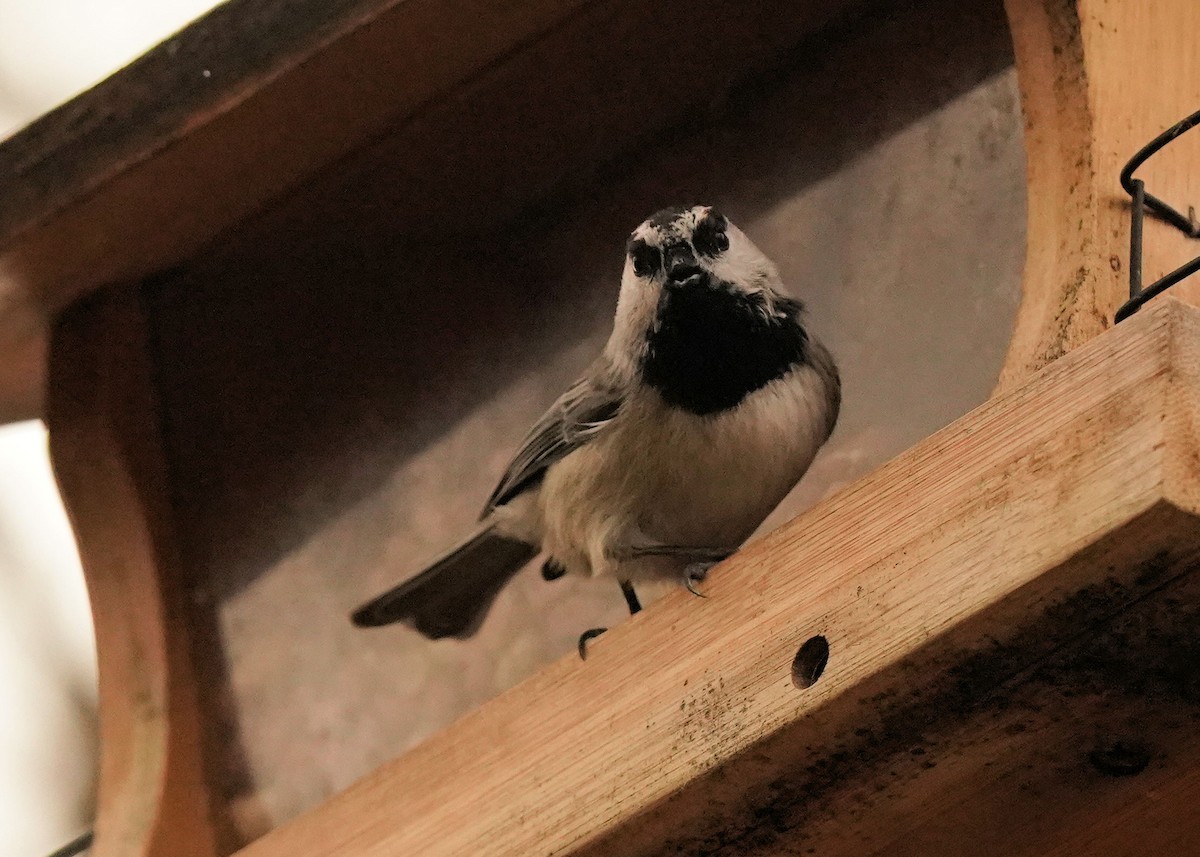 Mountain Chickadee - ML627720380