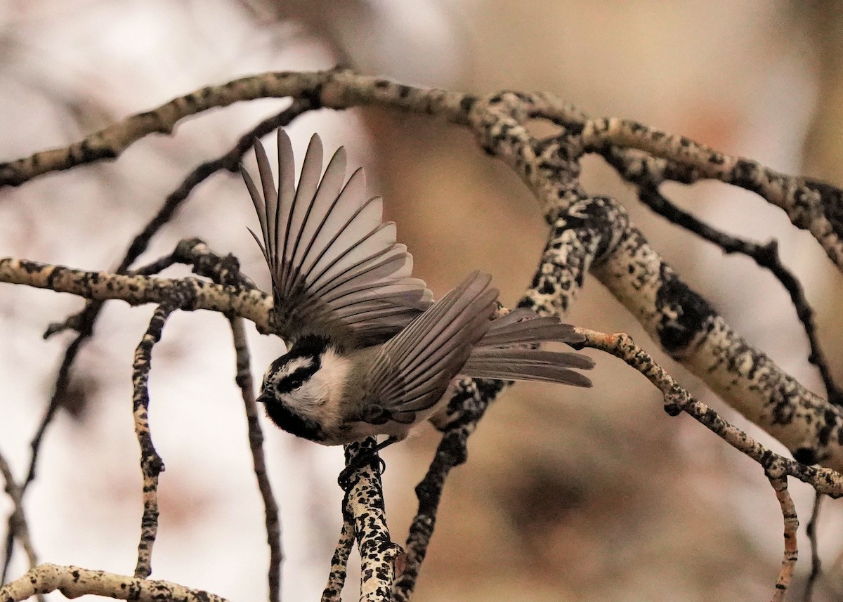 Mountain Chickadee - ML627720381