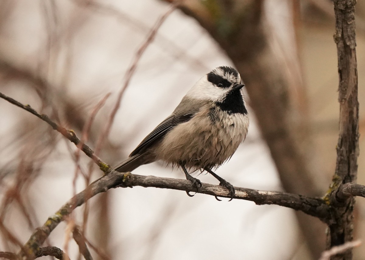 Mountain Chickadee - ML627720382