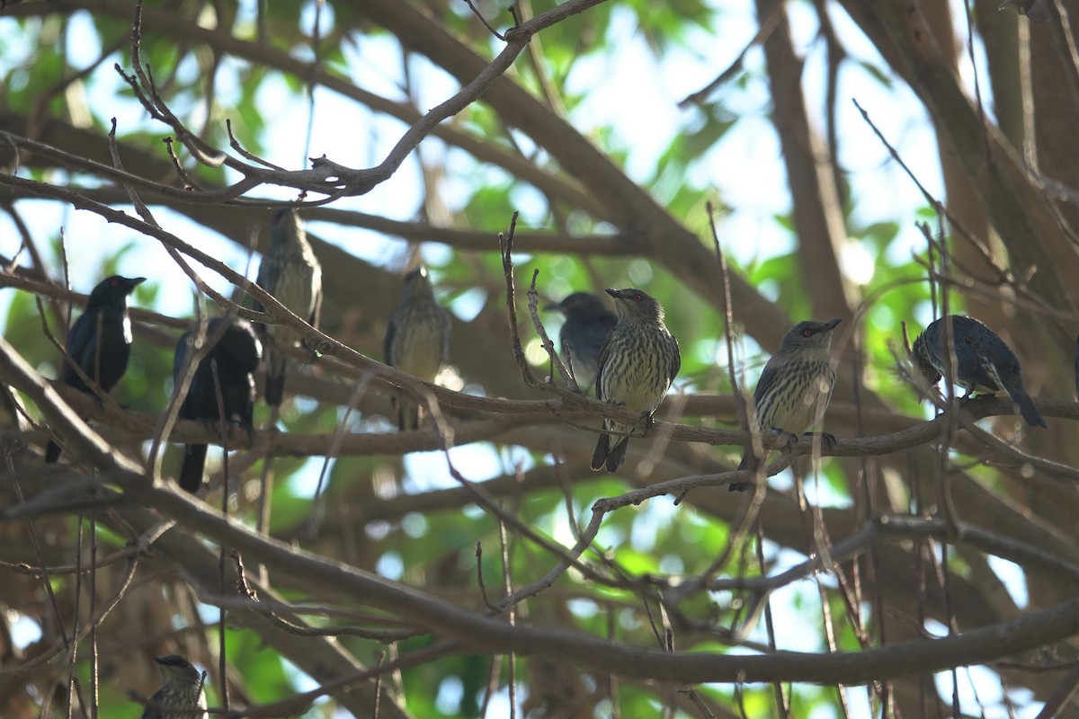 Asian Glossy Starling - ML627720401