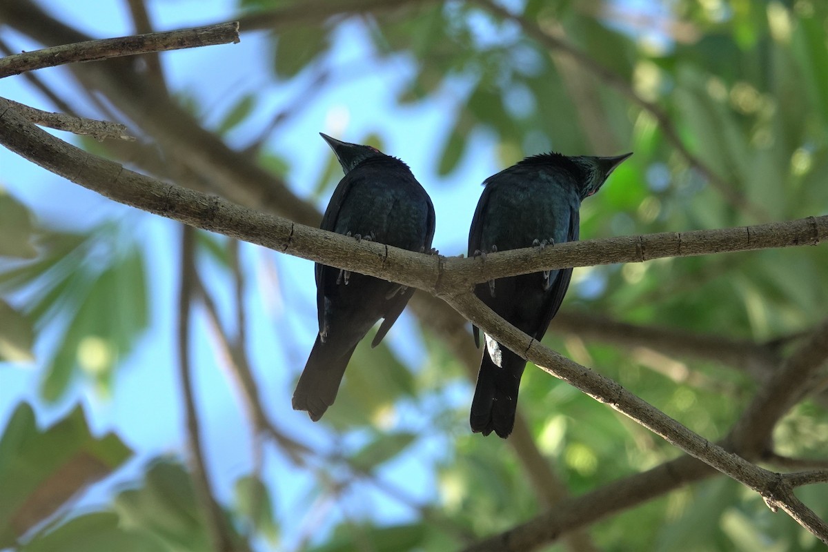 Asian Glossy Starling - ML627720402