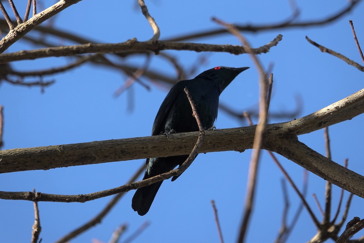 Asian Glossy Starling - ML627720403