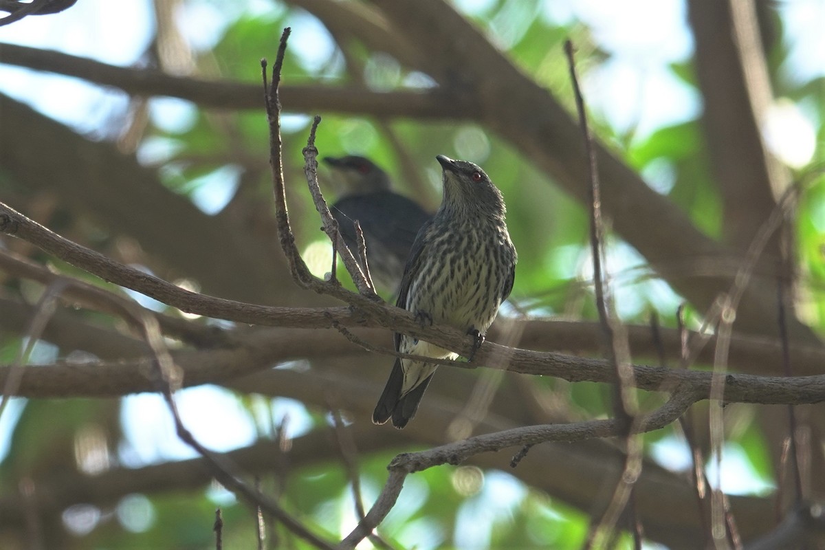 Asian Glossy Starling - ML627720404