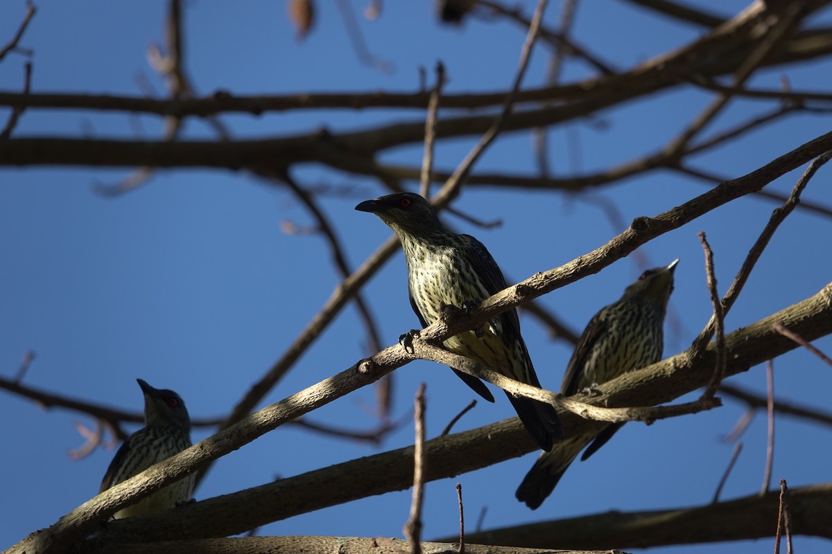 Asian Glossy Starling - ML627720405