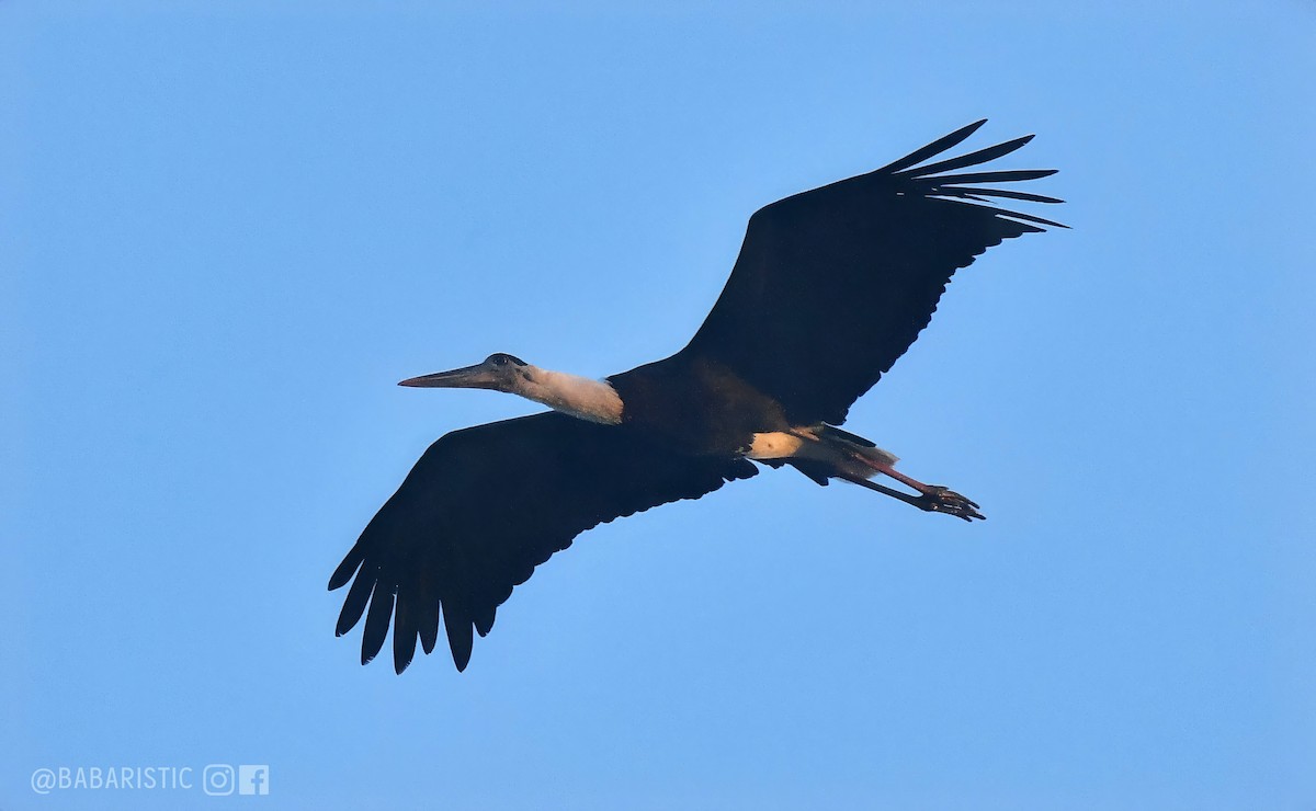 Asian Woolly-necked Stork - ML627720451