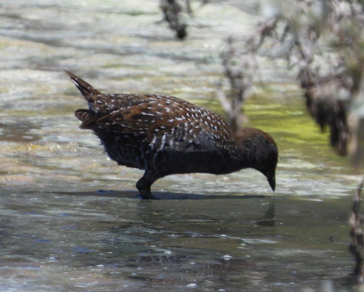 Australian Crake - ML627720484