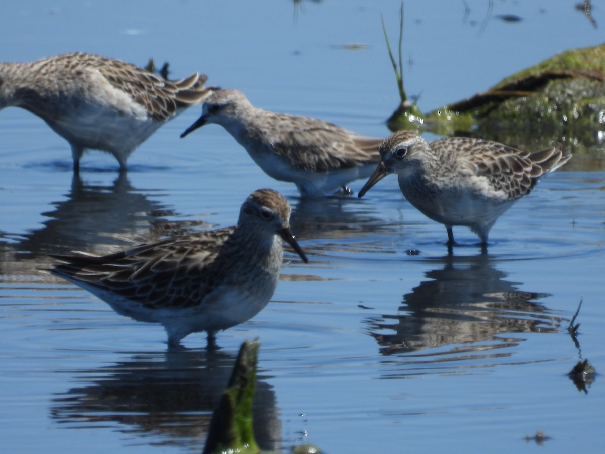 Sharp-tailed Sandpiper - ML627720529