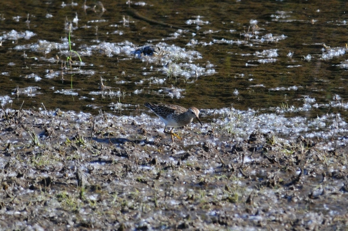 Graubrust-Strandläufer - ML627720595