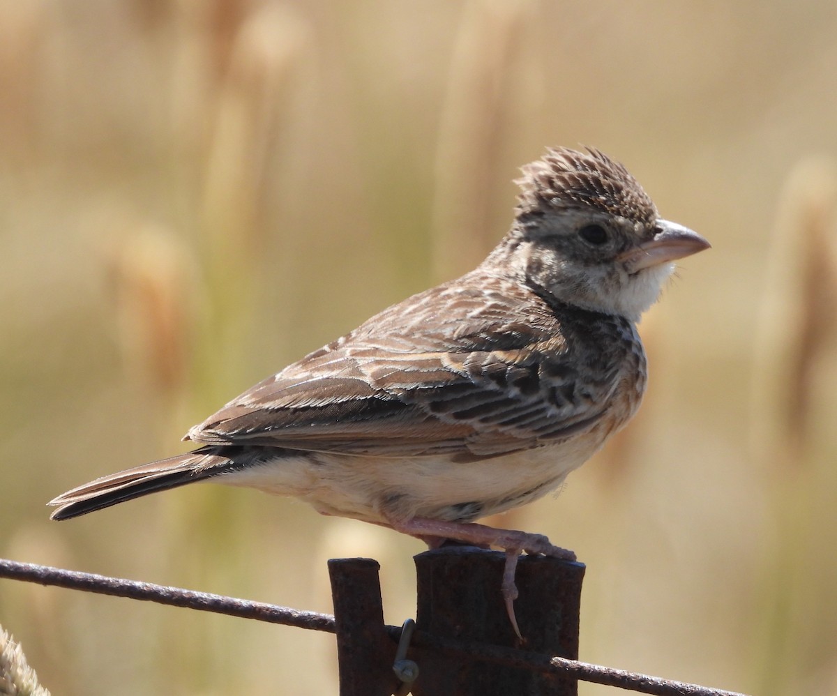 Singing Bushlark (Australasian) - ML627720608