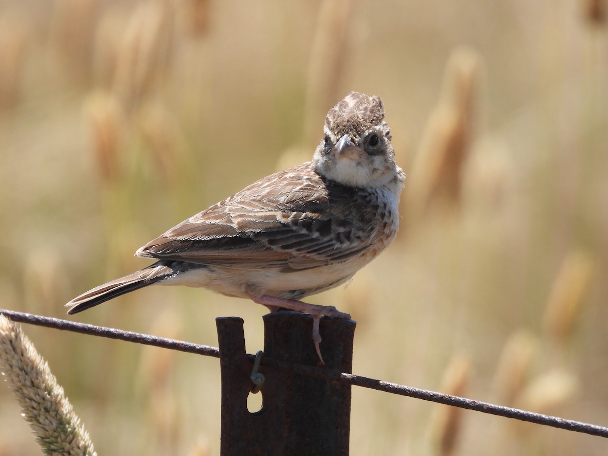 Singing Bushlark (Australasian) - ML627720611