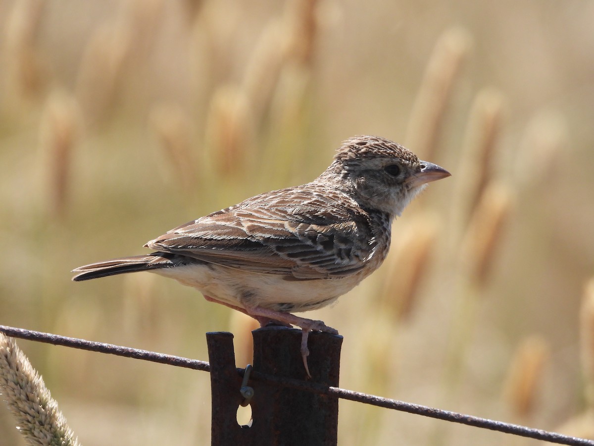 Singing Bushlark (Australasian) - ML627720617