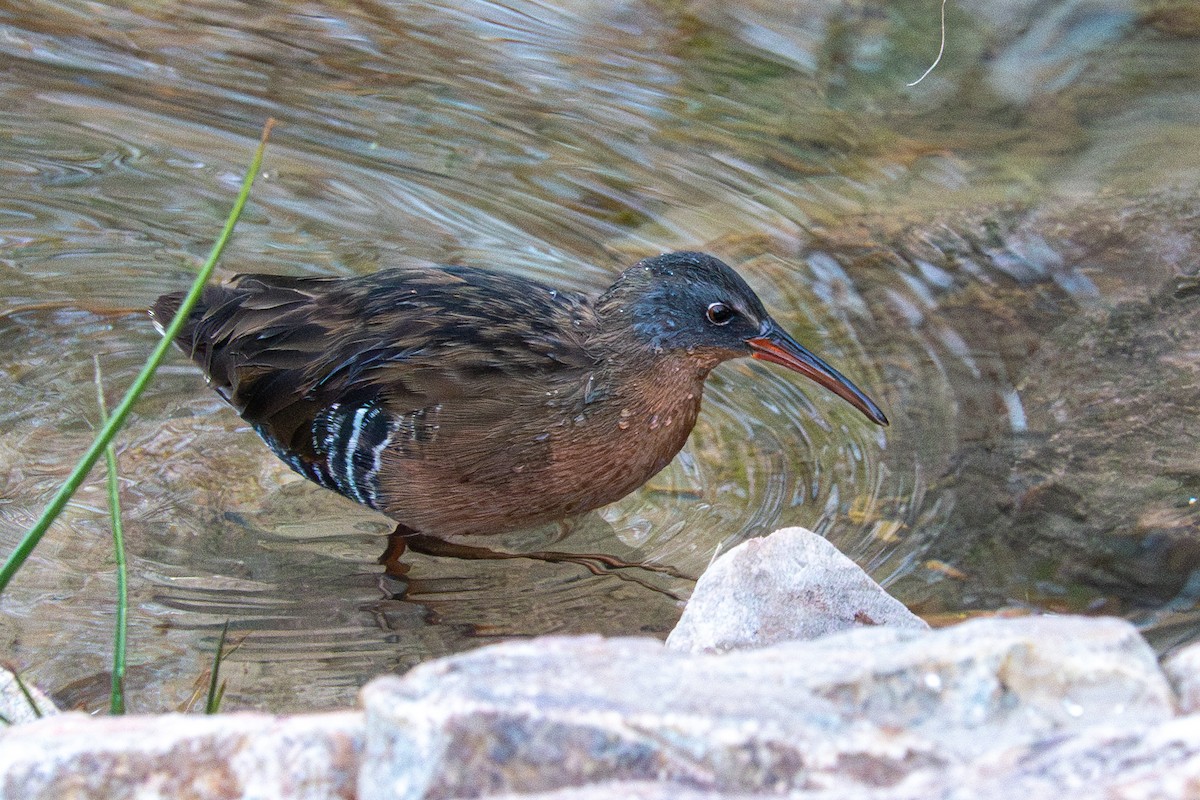 Virginia Rail - ML627720620