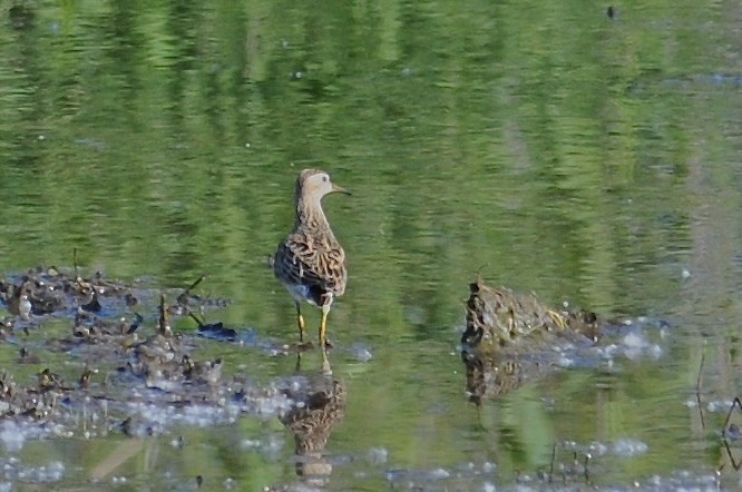 Graubrust-Strandläufer - ML627720687