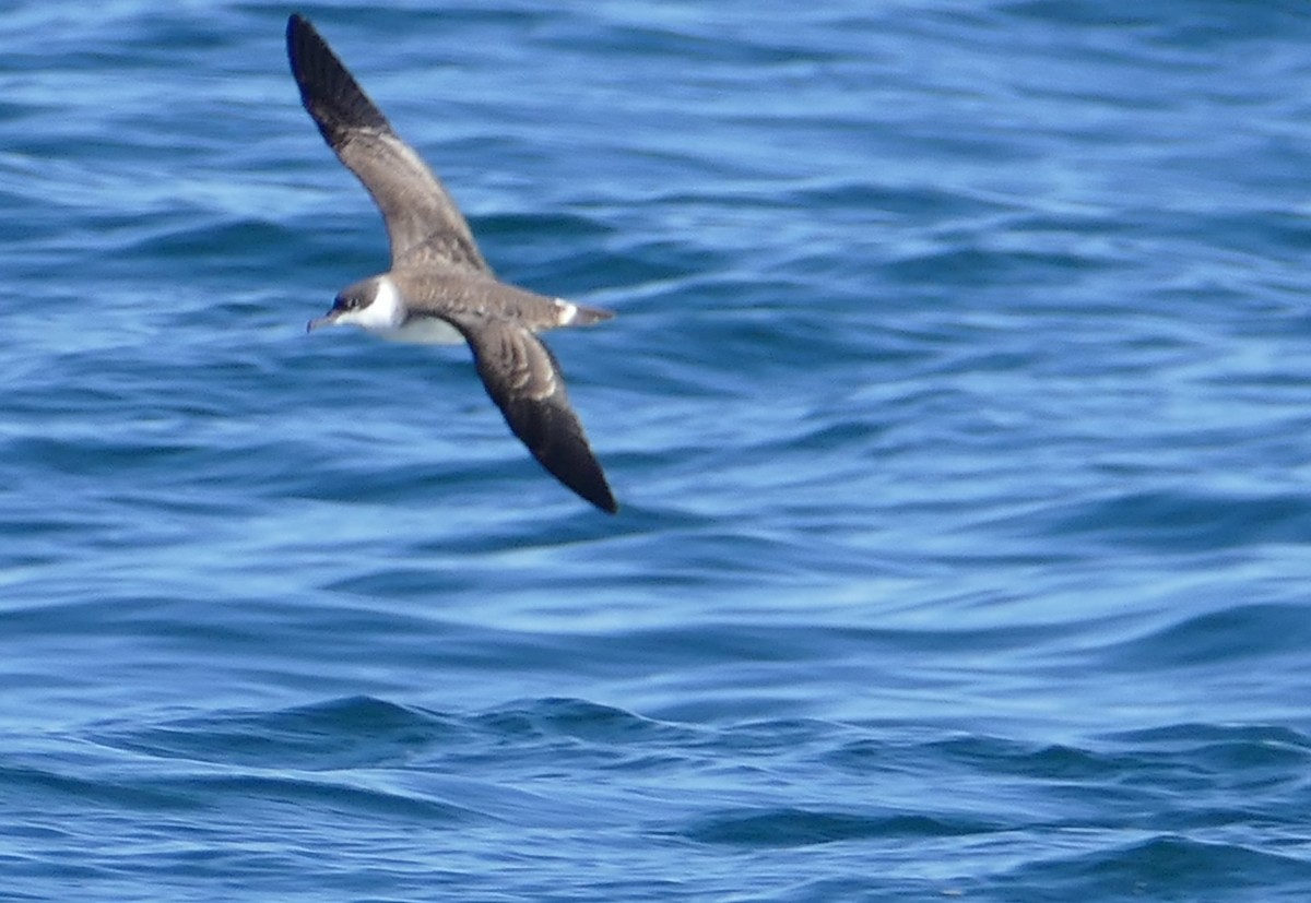 Great Shearwater - ML627720720