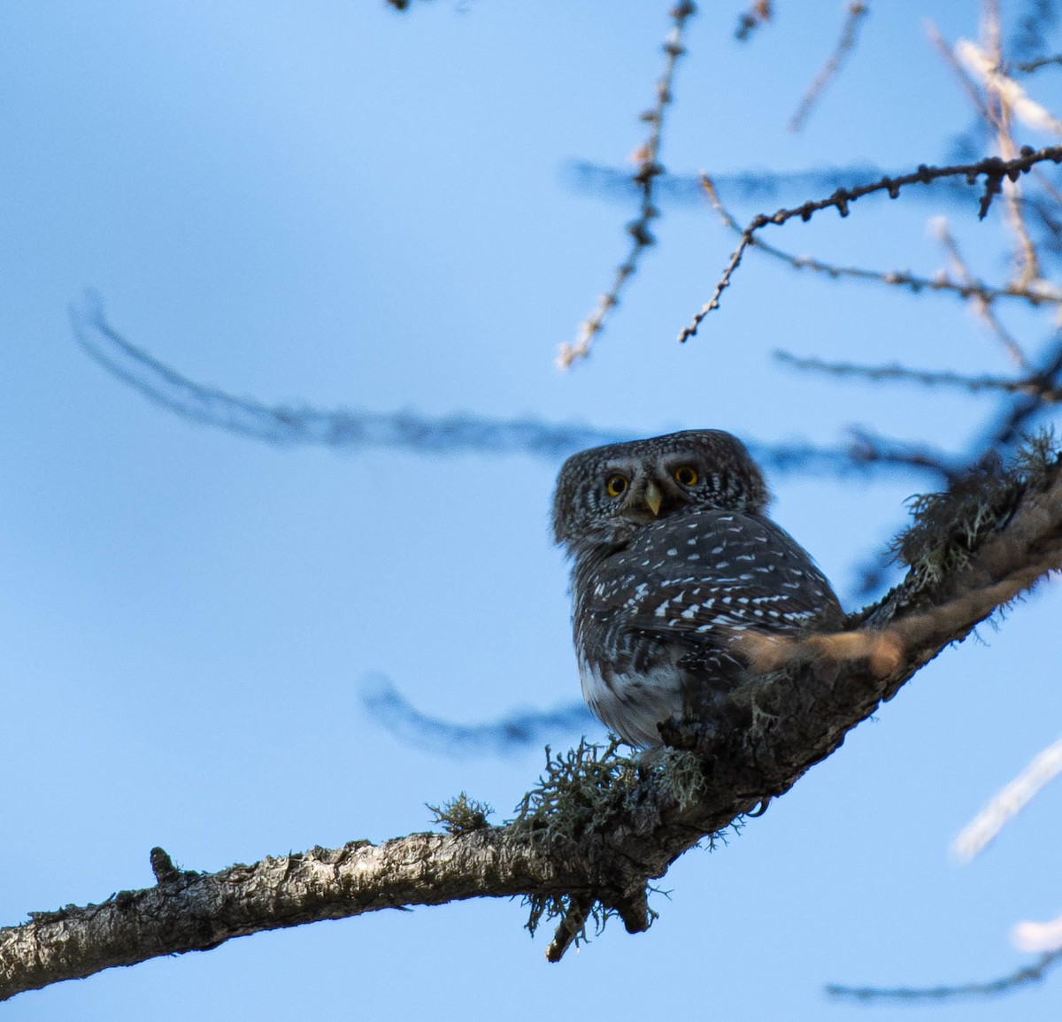 Eurasian Pygmy-Owl - ML627720866