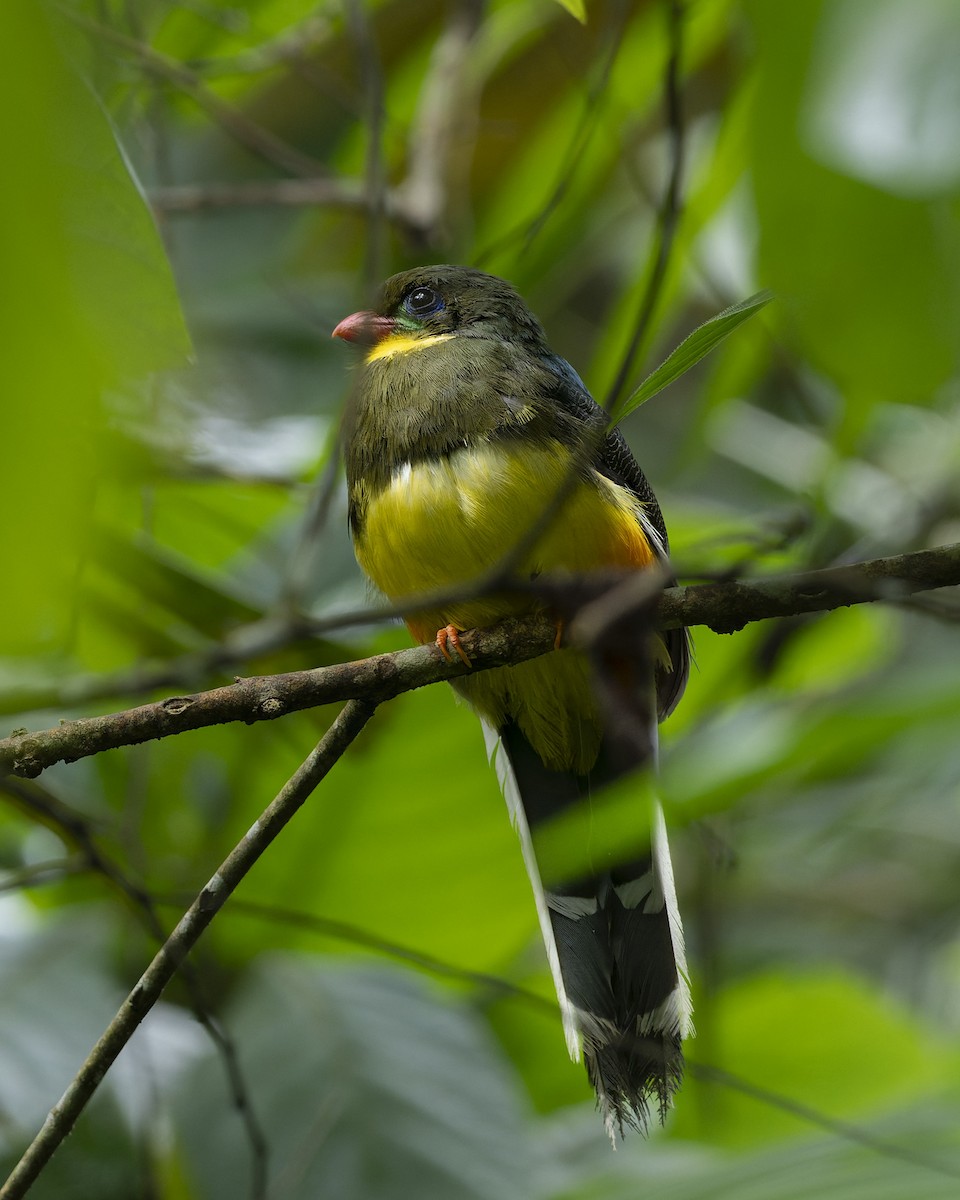 Javan Trogon - ML627720939
