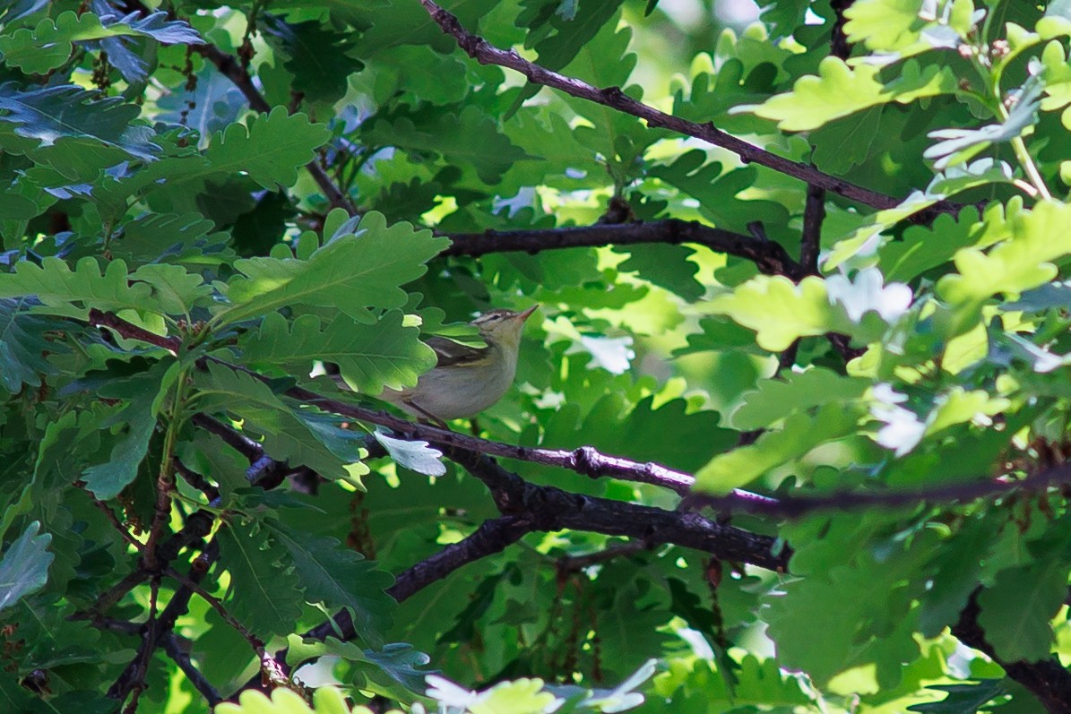 Green Warbler - ML627720964