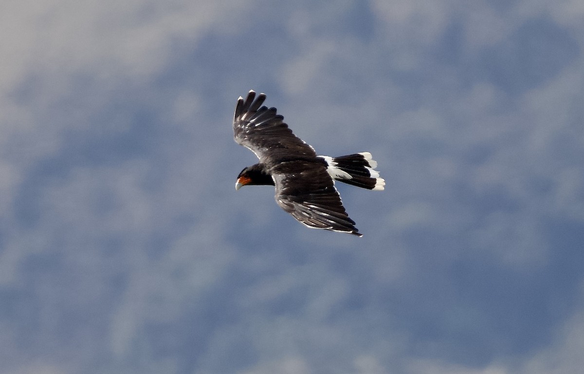 Mountain Caracara - ML627721018