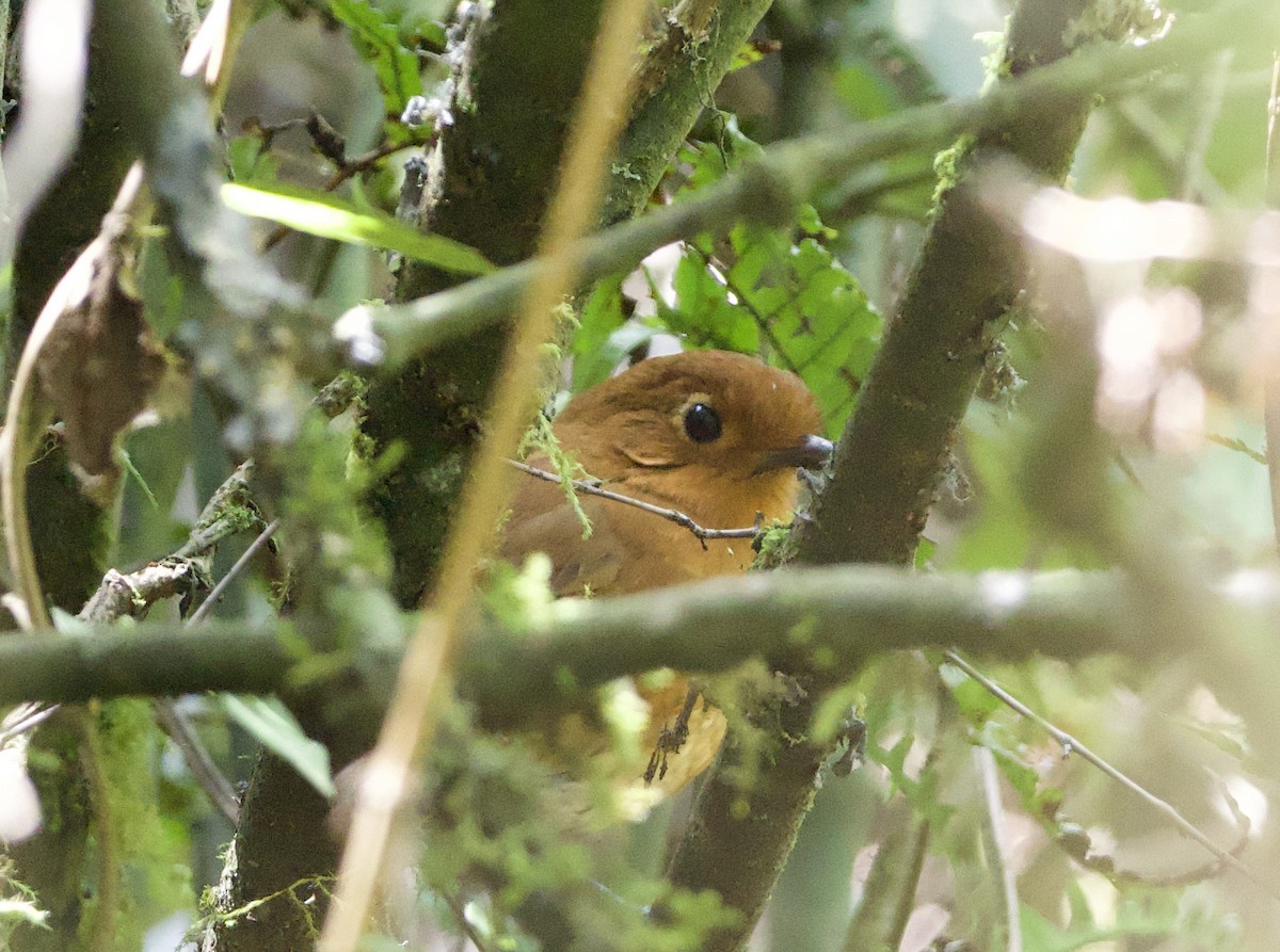 Chachapoyas Antpitta - ML627721030