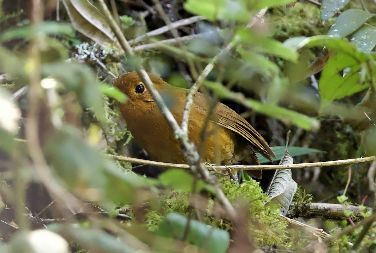 Chachapoyas Antpitta - ML627721031