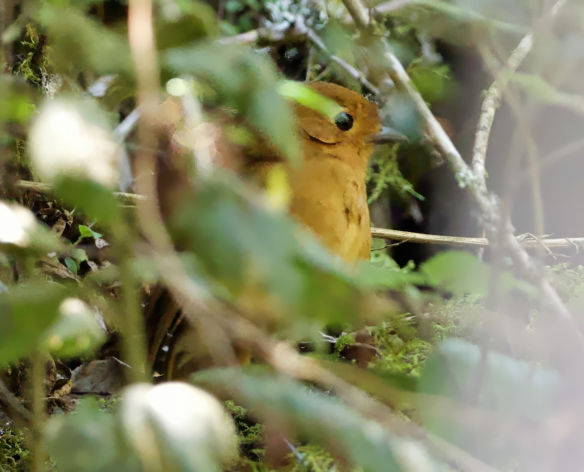 Chachapoyas Antpitta - ML627721032