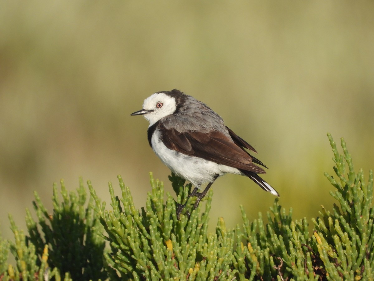 White-fronted Chat - ML627721051