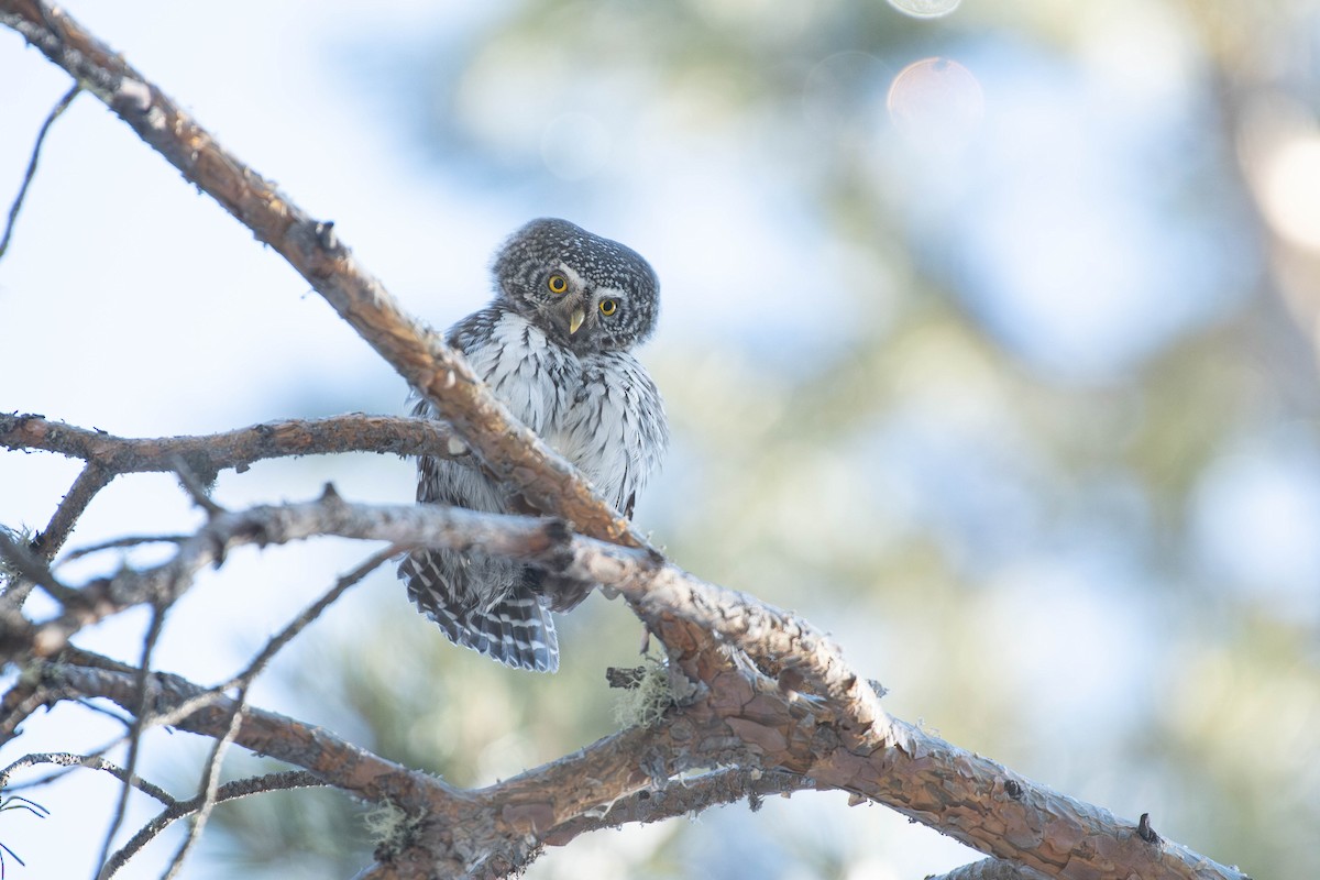 Eurasian Pygmy-Owl - ML627721065