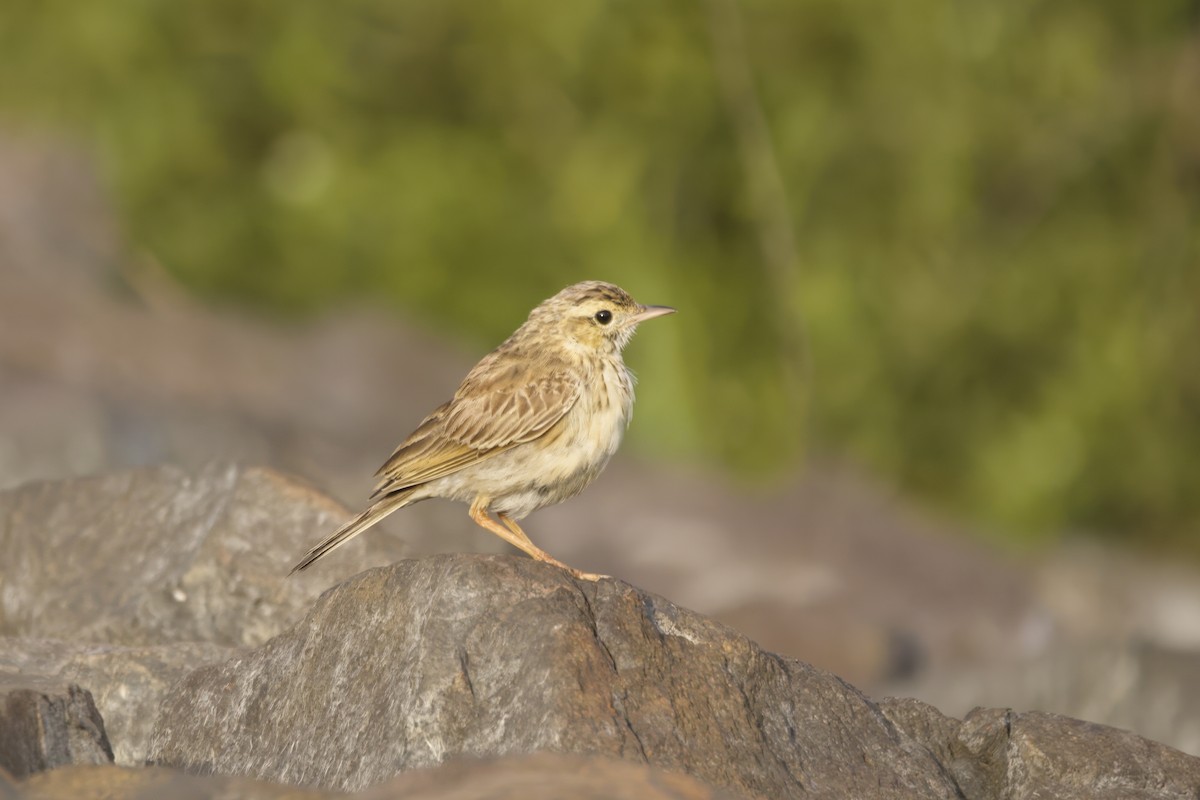 Australian Pipit - ML627721126