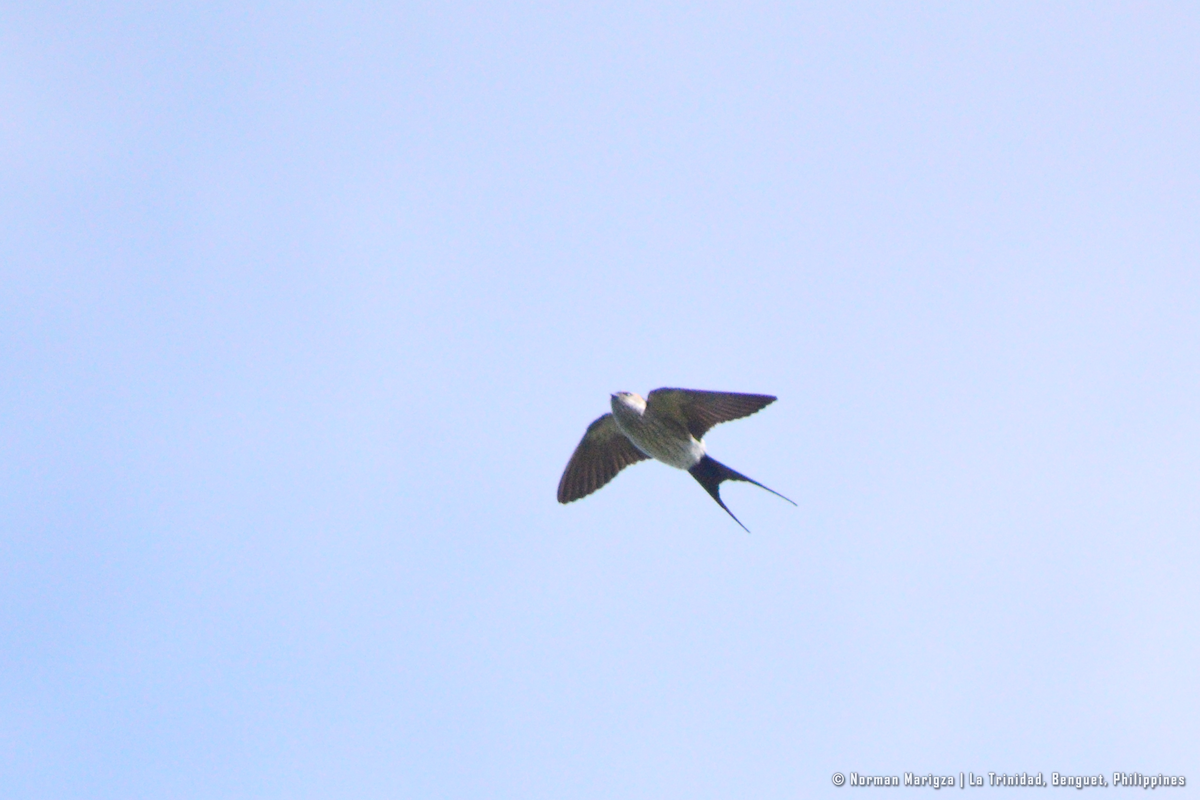 Eastern Red-rumped Swallow (Striated) - ML627721158