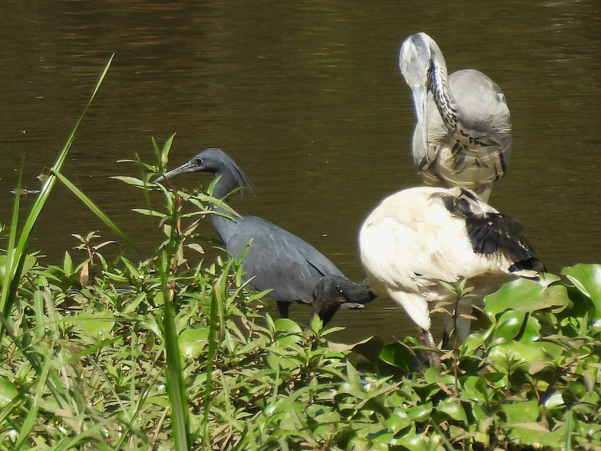 Black Heron - ML627721196