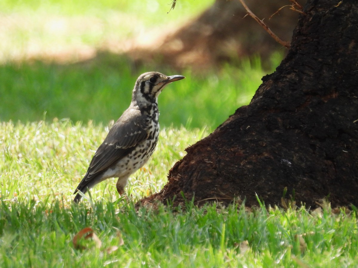 Groundscraper Thrush - ML627721200