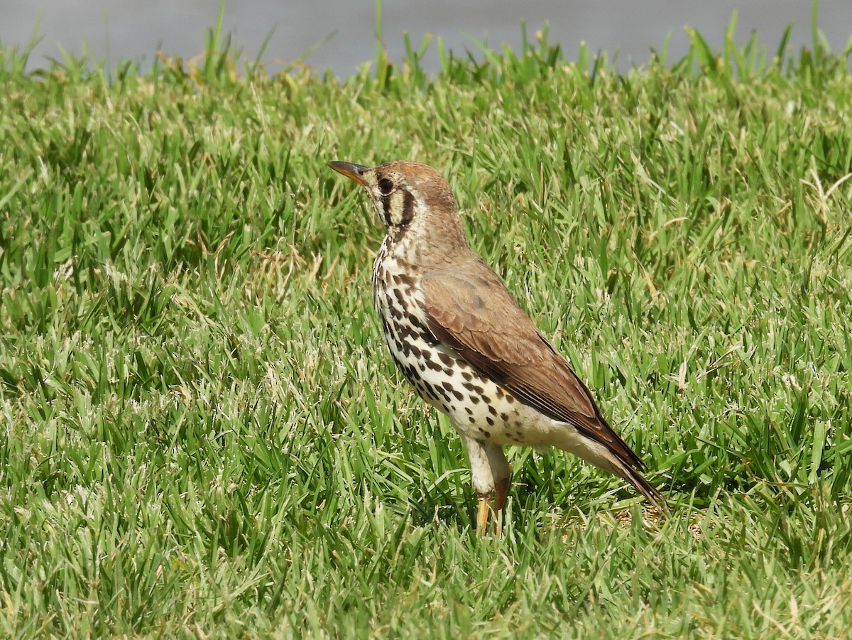 Groundscraper Thrush - ML627721201