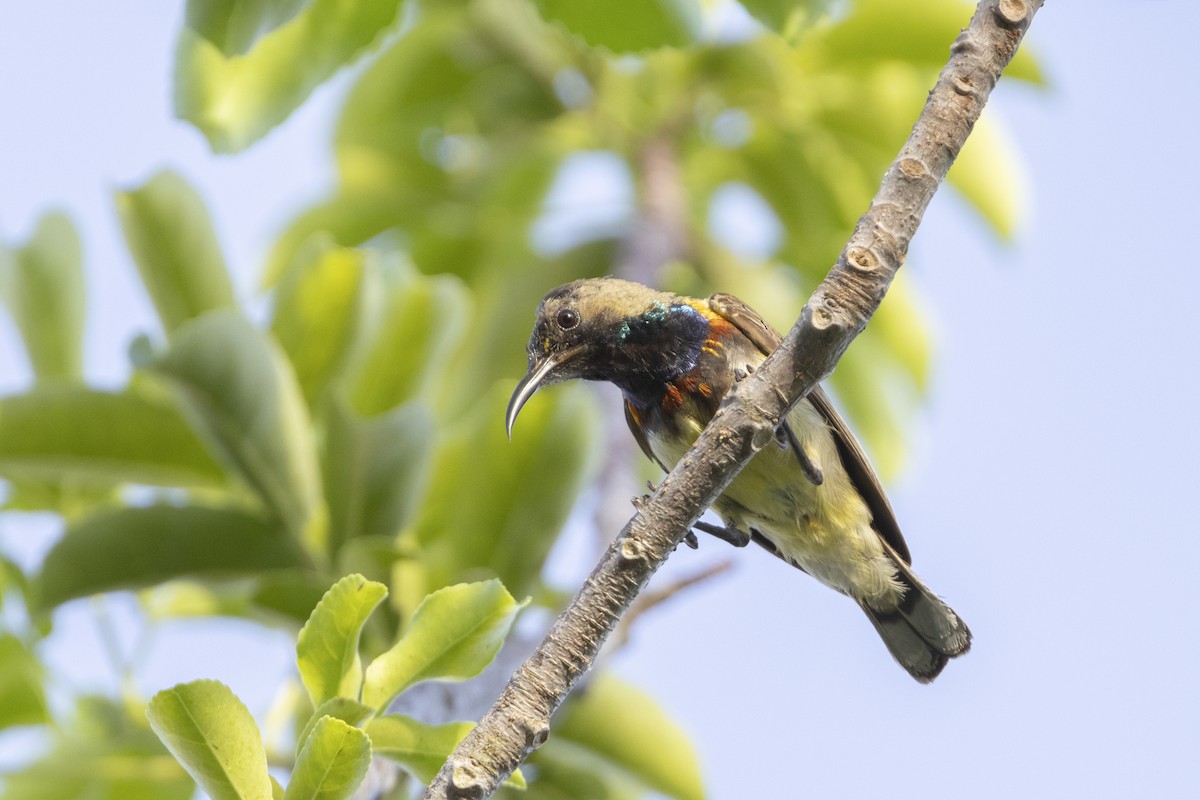 Ornate Sunbird (Cream-bellied) - ML627721228